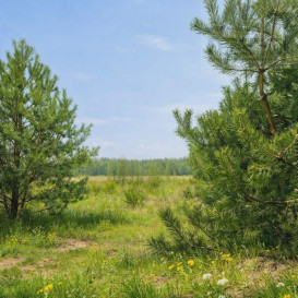 Działka Sprzedaż Siestrzeń