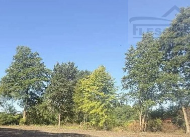 Działka Sprzedaż Adamów-Parcel